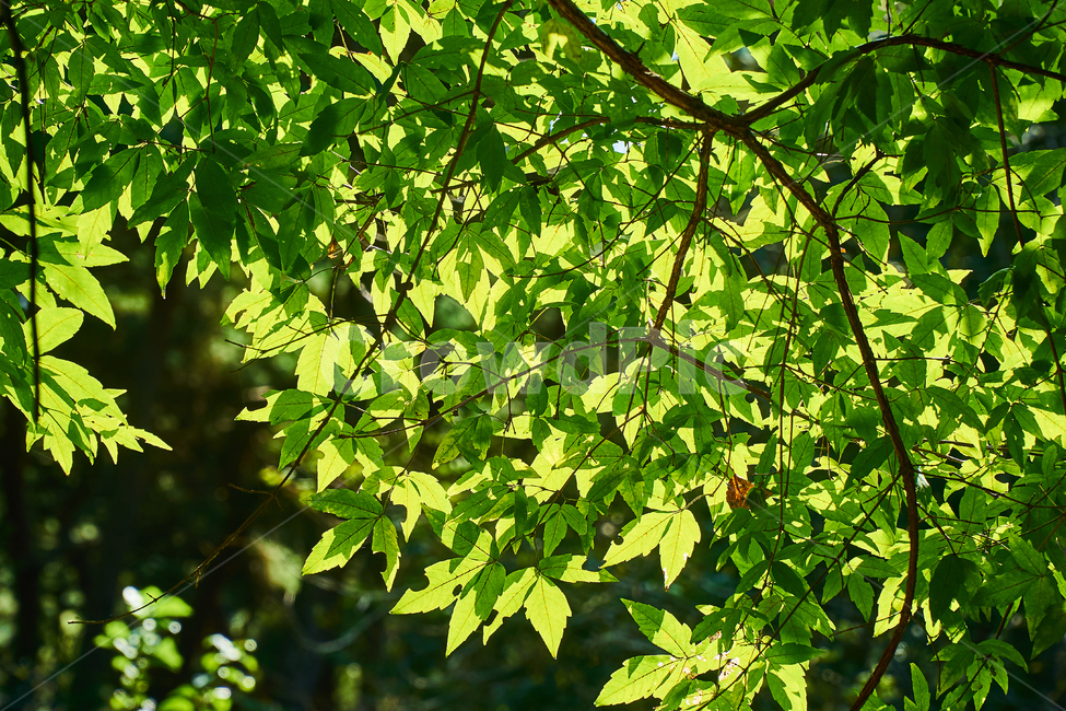 단풍잎,green,감성,숲,초록,leaf,잎,plant,식물,tree,나무,싱그러움,햇살,나뭇잎,식물,자연,plants,nature
