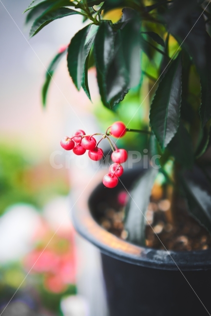 열매,붉은열매,화분,나뭇잎,식물,식물,자연,plants,nature,감성,sensible,feeling