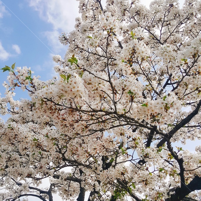 봄,벚꽃,꽃,사쿠라,하늘,spring,flower,봄,계절,spring,season,plant,식물