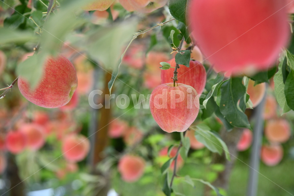 사과,과일,음식,plant,apple,과수원,식품,과일,열매,fruit