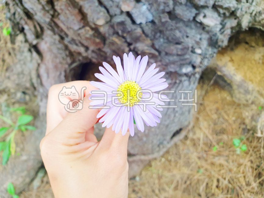 purple flower,wild chrysanthemum,wildflowers,nature,fall flowers,wild flowers,flower