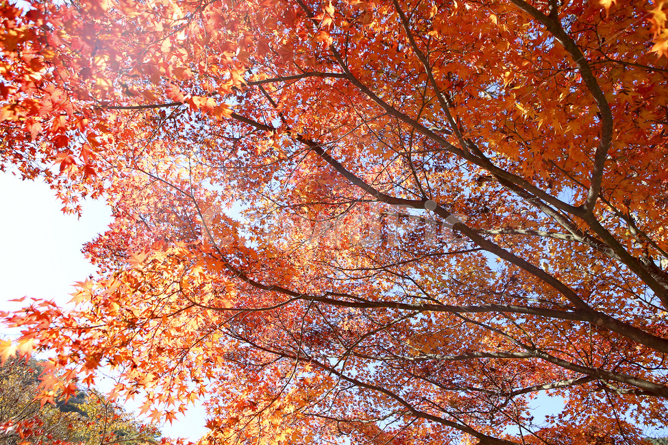 단풍,빨간색,단풍나무,역광,자연,가을,계절,fall,autumn,season,plant,식물,leaf,잎,tree,나무,maple