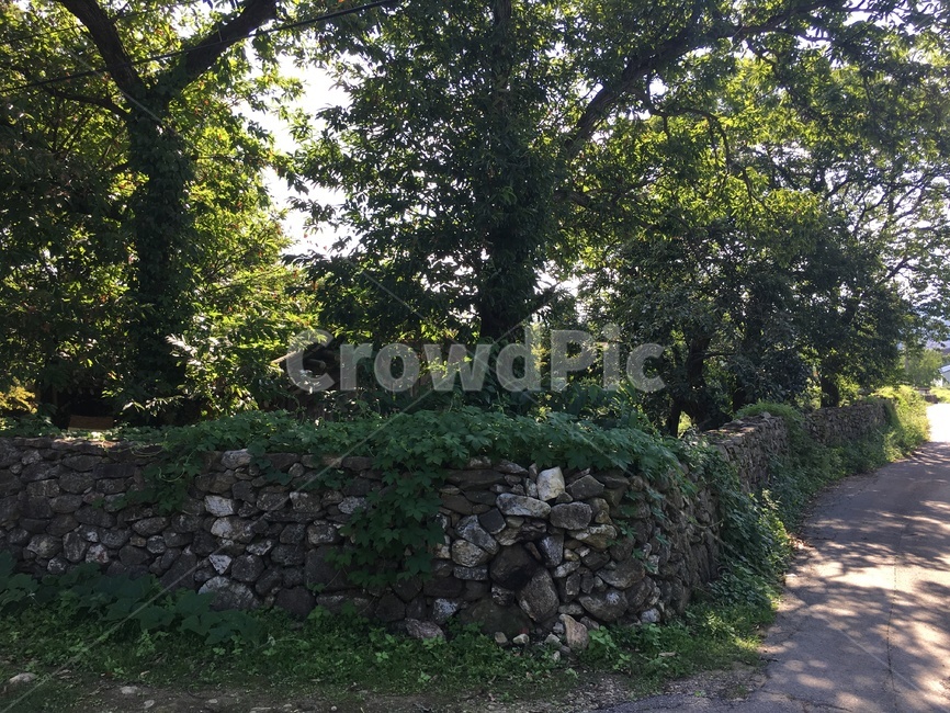 돌담,동네,나무,자연,tree,자연,풍경,nature,landscape,wall,벽,slate,슬레이트