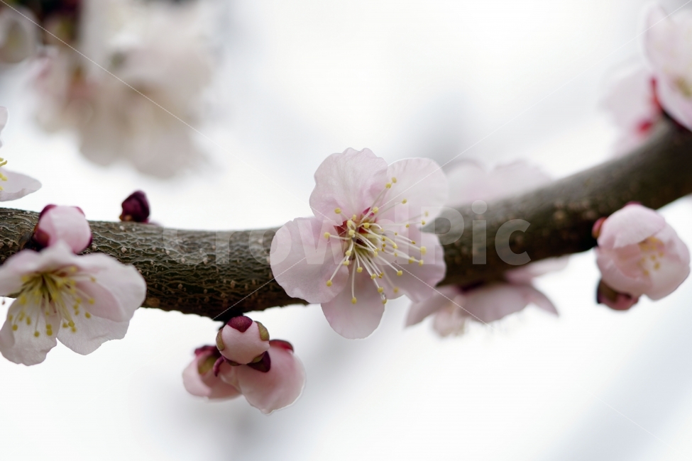 매화,꽃,나무,나뭇가지,산,하늘,봄,자연,플라워,꽃봉오리,flower,nature,spring,접사,macro,클로즈업,closeup,tree,숲,숲속,산림,삼림,조경,식물,plants,봄꽃,감성,힐링,풍경,landscape,식물,자연,plants,nature,봄,계절,spring,season,꽃,flower,plant,blossom,cherry blossom,벚꽃