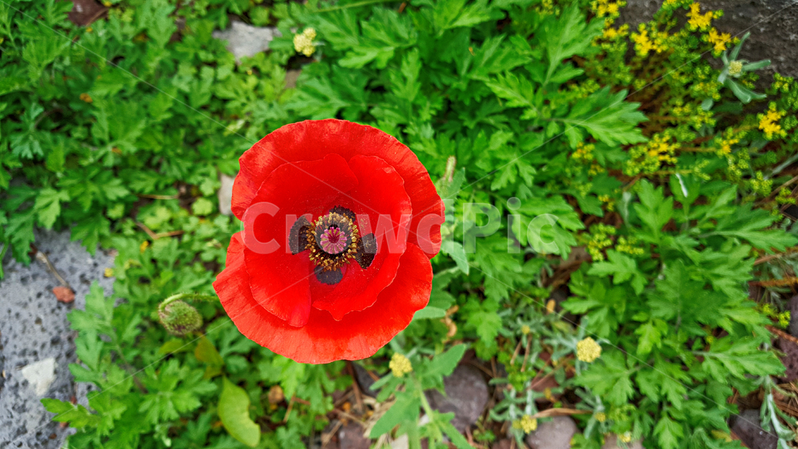 양귀비꽃,flower,꽃,blossom,식물,plant,식물,자연,plants,nature,꽃,flower