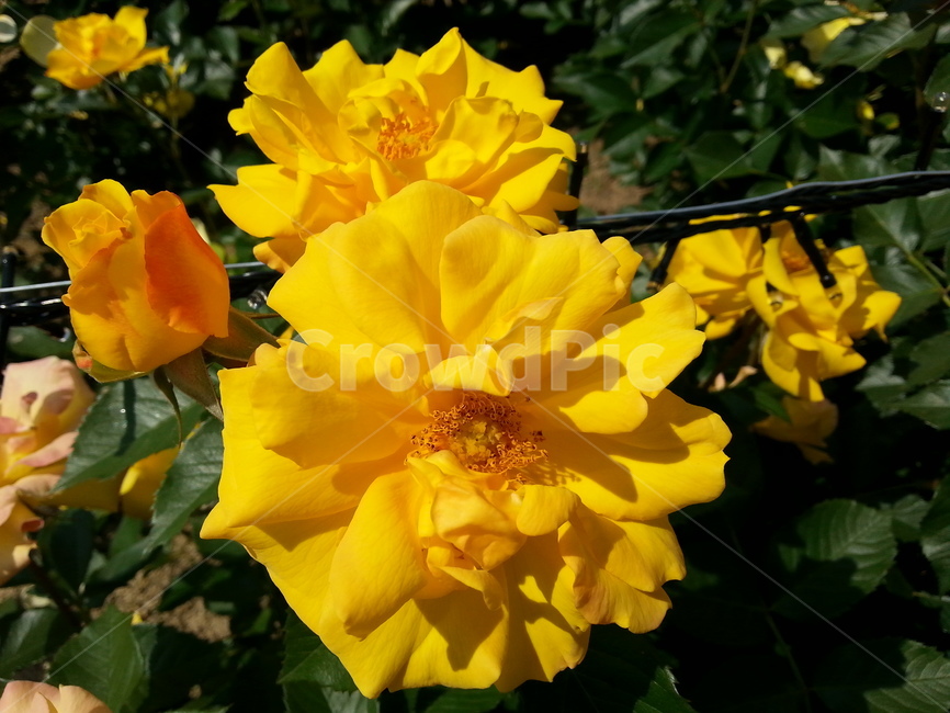 식물,plant,꽃,flower,장미,rose