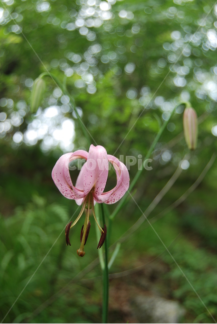 일월산,자연,탐방로,들꽃,휴양림,식물,자연,plants,nature,꽃,flower