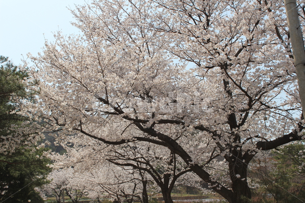 벚꽃길,벚꽃,소나무,길,나무,봄,계절,spring,season,식물,자연,plants,nature,나무,trees,wood,plant