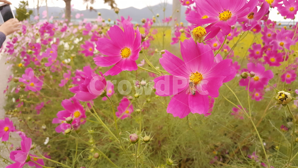 식물,화분,꽃,plant,flower,pollen,제라늄,geranium