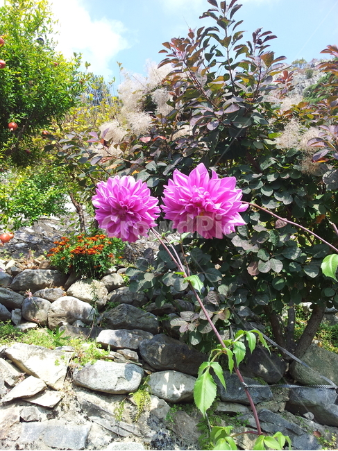 다알리아,꽃,식물,조경용,dahlia,식물,자연,plants,nature,꽃,flower