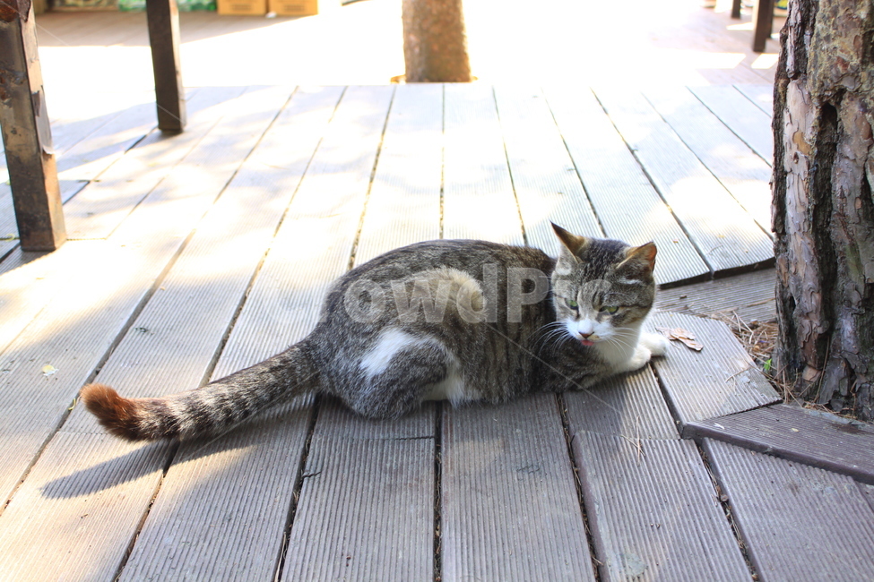 자연,고양이,동물,공원,여유,모델,동물모델,대공원,nature,cat,animal,comfortable,afford,model,animalmodel,park,동물,animal,포유류,mammal,고양이,cat,kitten,kitty
