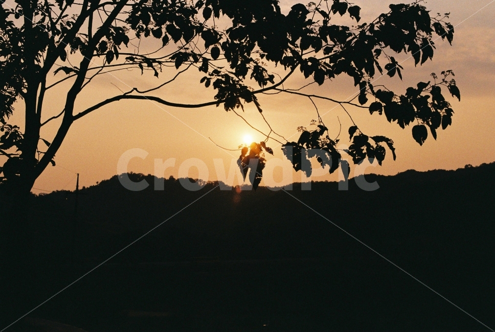 노을,역광,저녁,감성,그림자,석양,식물,자연,plants,nature,실루엣,그림자,silhouette,shadow