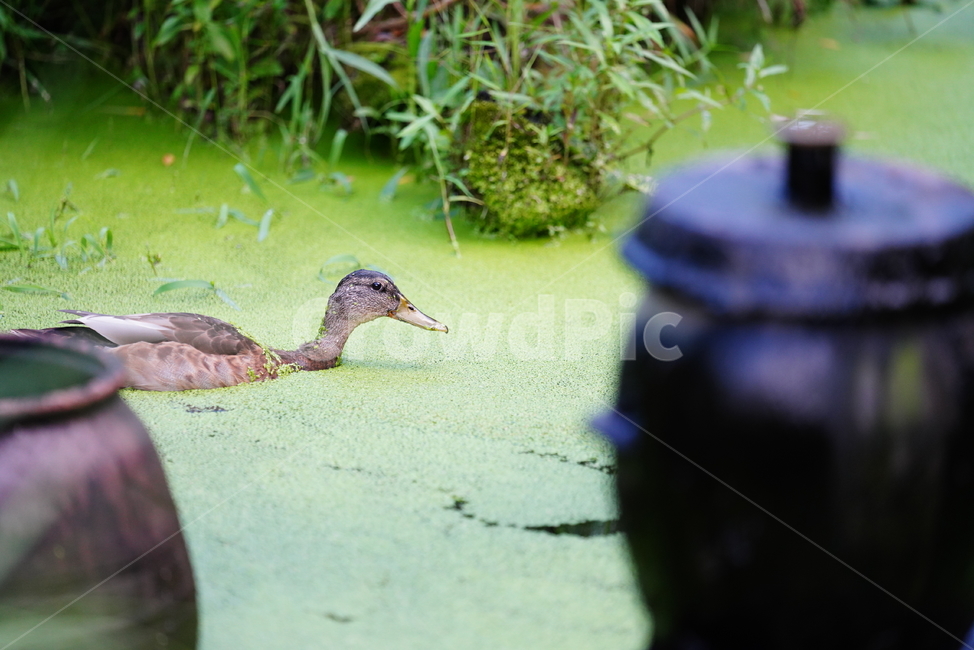 오리,생물,bird,새,animal,동물,duck,조류,새,birds