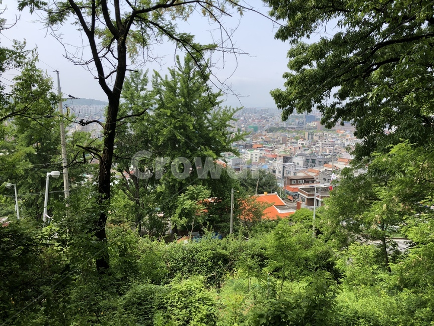 자연,오후풍경,나무,환경,평온함