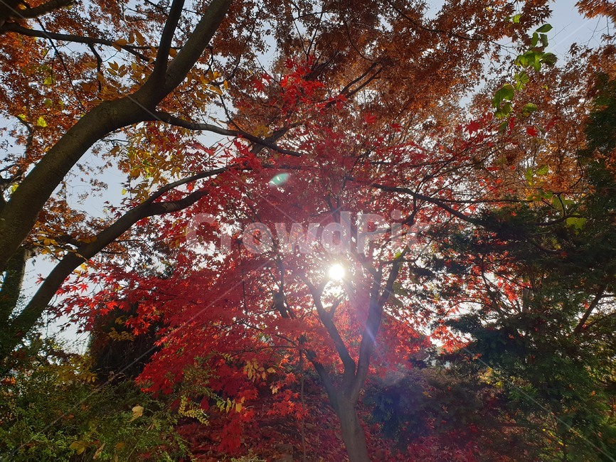 단풍,단풍나무,가을,단풍잎,햇살,선샤인,햇빛,autumn,maple,tree,나무,숲,공원,자연,forest,red,sun,sunshine,park,nature,가을,계절,fall,autumn,season