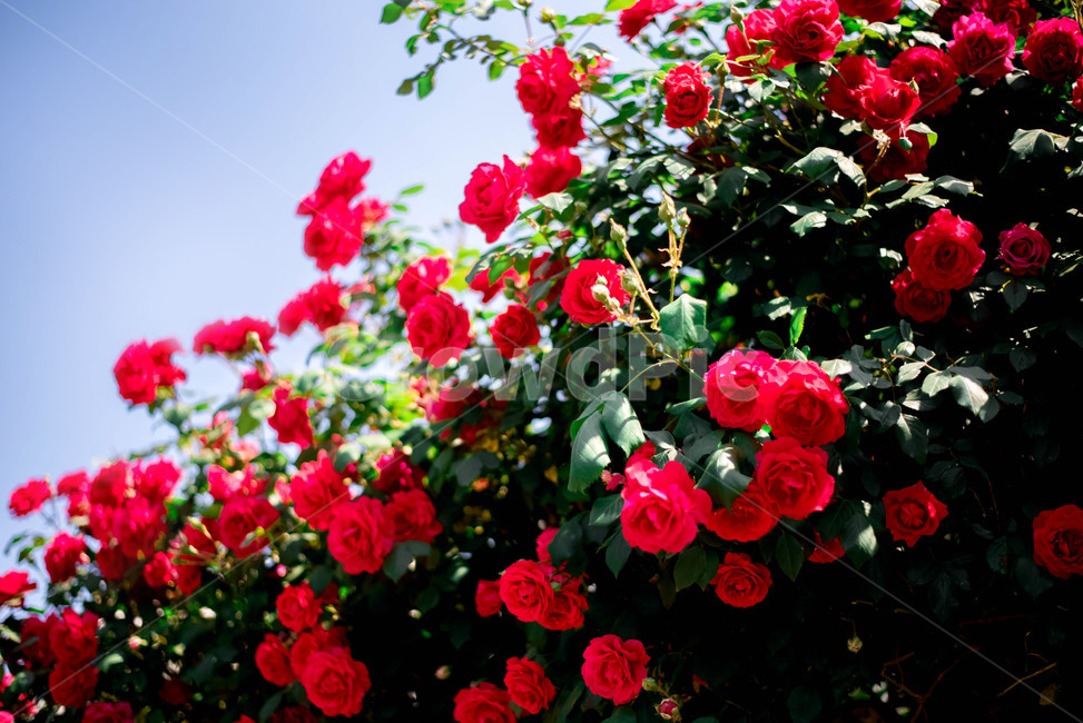식물,꽃,장미,장미꽃,레드,식물,자연,plants,nature,꽃,flower