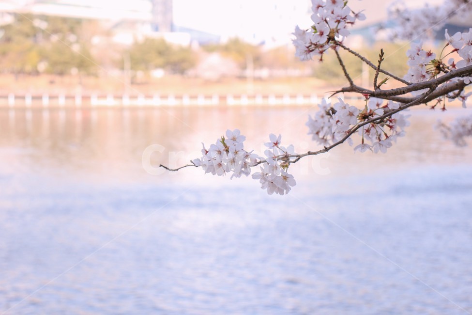 봄,강변,벚꽃,꽃,blossom,flower,나뭇가지,봄,계절,spring,season,식물,자연,plants,nature,꽃,flower,plant