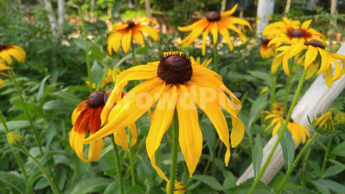 루드베키아,꽃,노랑꽃,노랑색,식물,녹색,배경,감성,계절,ludvechia,flower,yellowflower,flants,green,background,emotional,season
