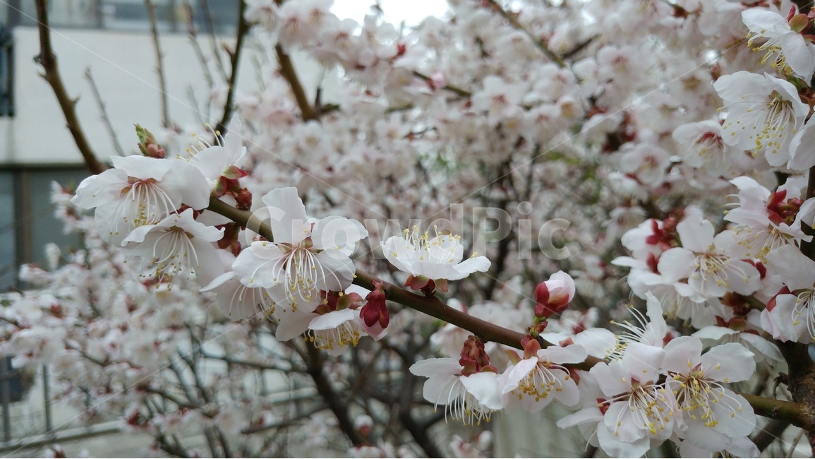 벚꽃,봄,흰색,자연,생명,새싹,봄,계절,spring,season,식물,자연,plants,nature,꽃,flower,plant,blossom,cherry blossom