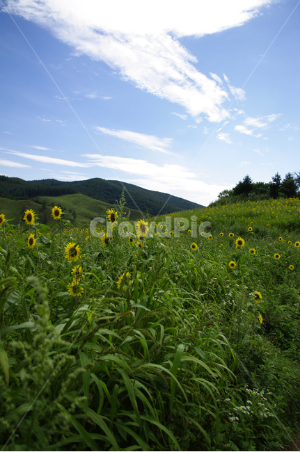 풍경,하늘,구름,꽃밭,해바라기,꽃,flower,식물,plant,자연,풍경,nature,landscape,grassland,목초지,outdoors,옥외,field,들,meadow,farm,농장,rural,농촌
