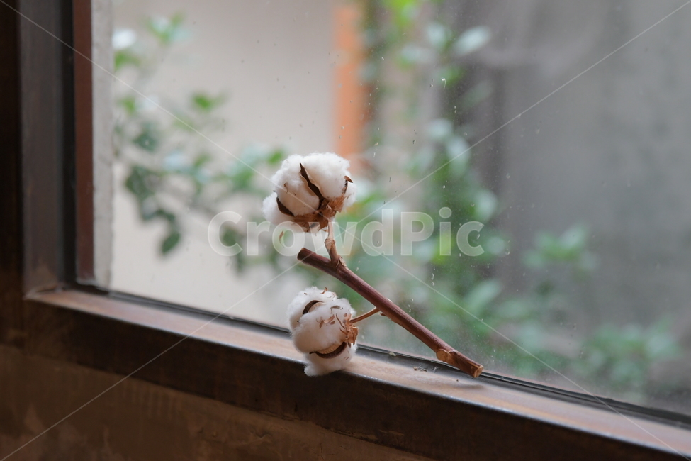목화,목화꽃,창문,감성사진,꽃,cotton,cottonplant,flower,window