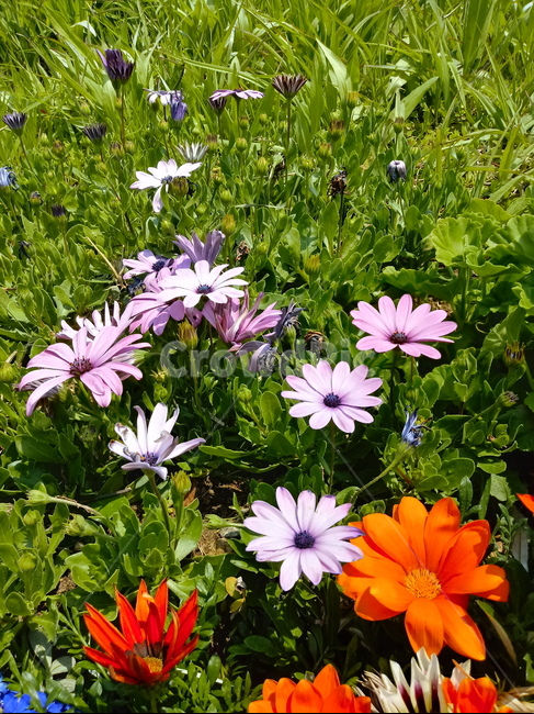 가자니아,gazania,국화과,꽃,식물,보물꽃