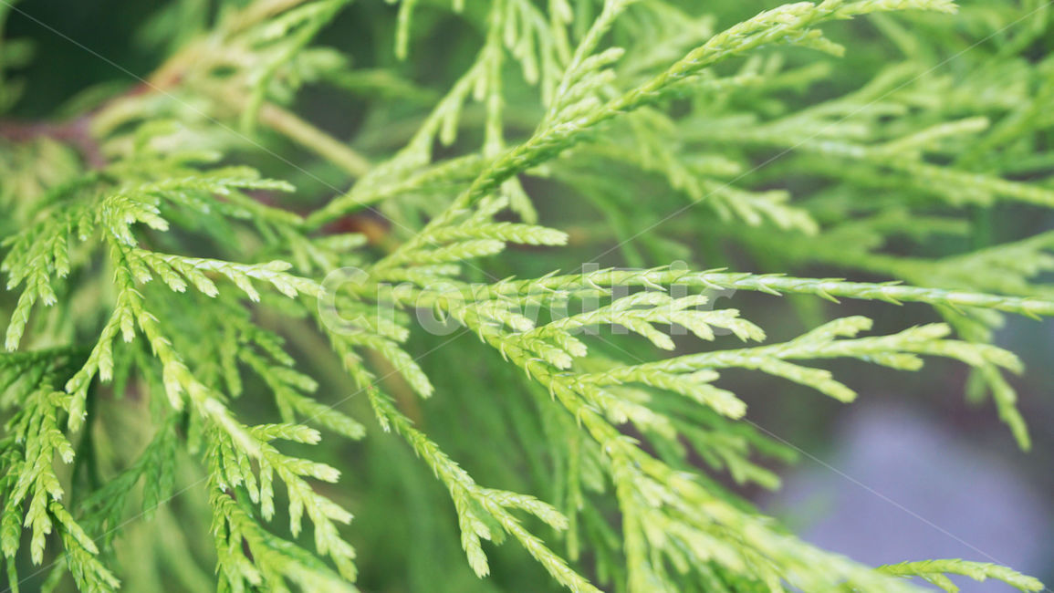 자연,배경화면,잎사귀,잎,plant,초록잎,식물,풀