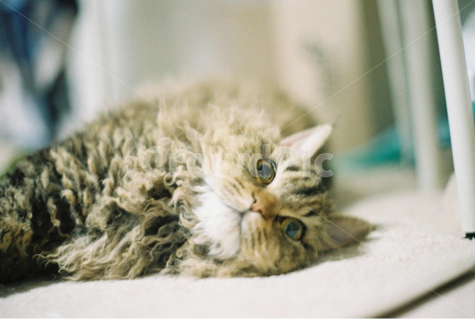 고양이,셀커크렉스,selkirkrex,동물,귀여운,실내,cat,cute,indoor,눈동자,곱슬,놀람,반려동물,동물,animal,포유류,mammal,고양이,cat,kitten,kitty,감성,sensible,feeling