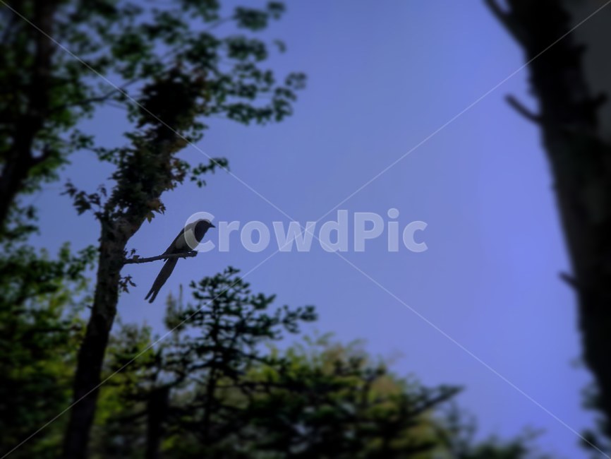 까치,나무,하늘,animal,동물,bird,새,동물,animal,조류,새,birds