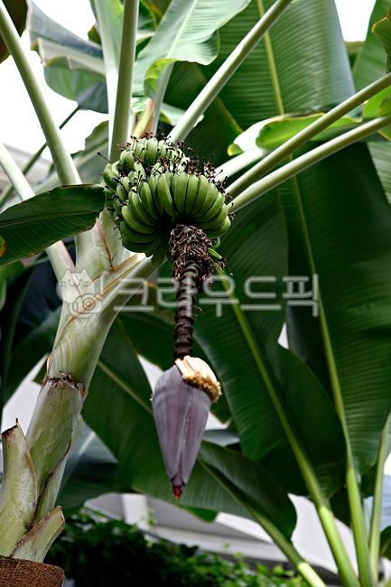 banana,cluster,Fruit,nature,fruit,greenhouse,Botanical garden,inside,leaf,food,plant,tropical plants,tropical fruit,banana tree