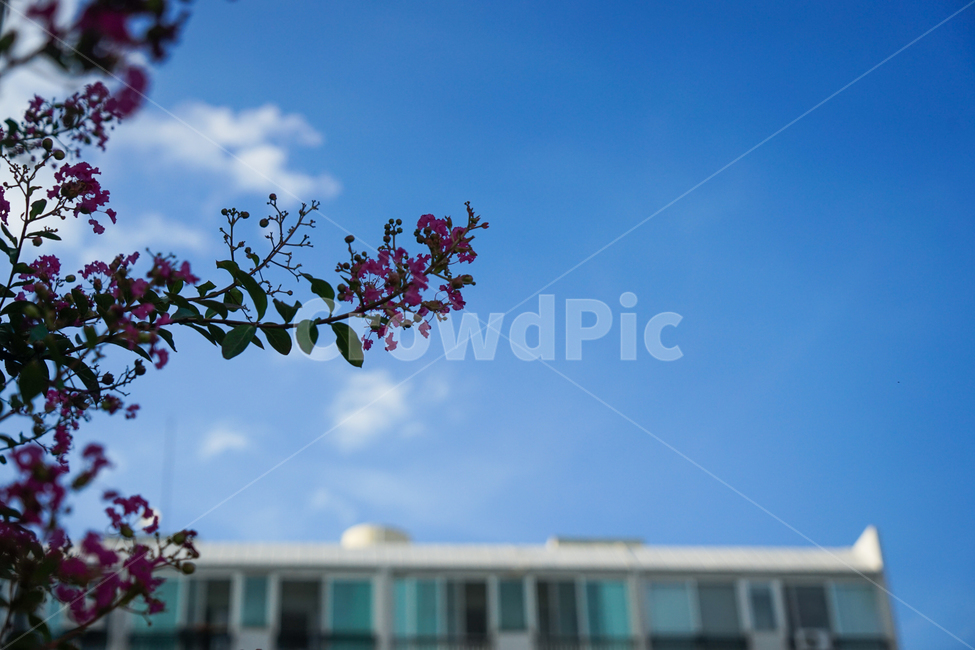 배롱나무,꽃,아파트,건물,하늘,구름,식물,자연,plants,nature,꽃,flower