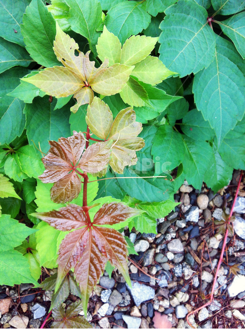꽃,잎사귀,나무,꽃나무,leaf,flower,정원,garden,white,식물,자연,plants,nature
