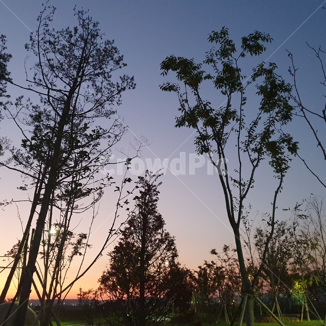 노을,nature,자연,나무,공원,실루엣,silhouette