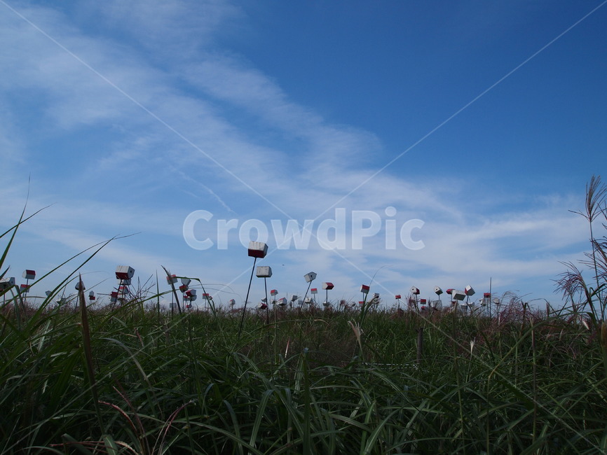 하늘공원,코스모스,가을,가을하늘,새집,하늘,가을,계절,fall,autumn,season,grass,잔디,plant,식물,nature,자연