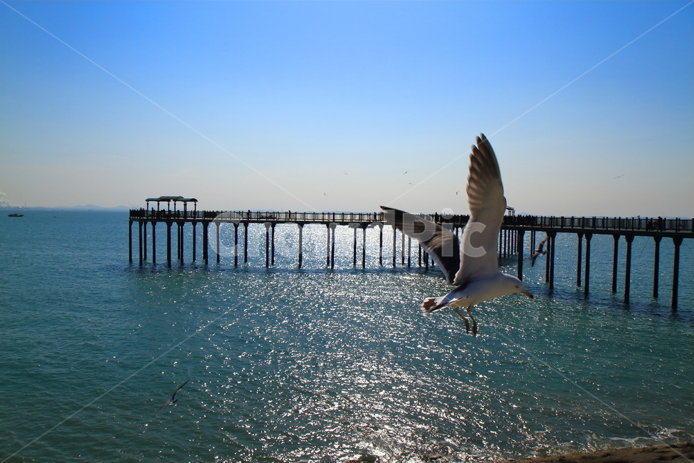 바다,갈매기,잔교,pier,landscape,여행,voyage,한가로움,여유,자유,활강,하늘,동물,animal,조류,새,birds