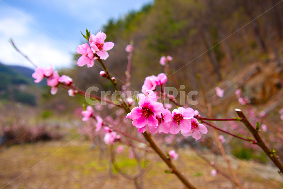 복숭아꽃,천도복숭아꽃,꽃,봄,산,봄감성