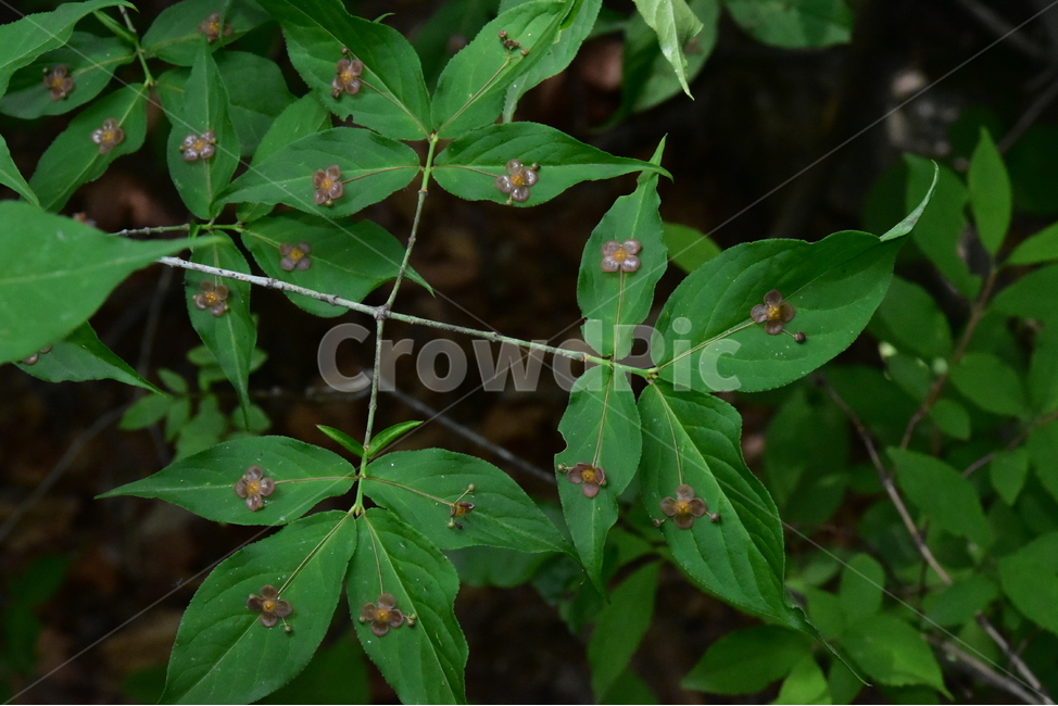 회목나무,야생화,생태,식물,자연,꽃,힐링,플라워,wildflower,flower,plants,nature,season,감성,느낌,emotion,feeling,나무,목본,노박덩굴과,화살나무속,식물,자연,plants,nature,꽃,flower