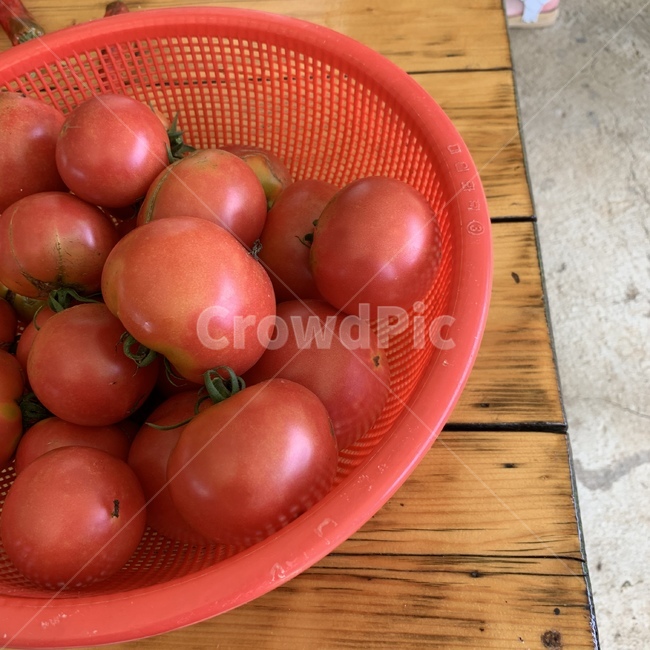 토마토,농작물,수확,토마토따기,농사