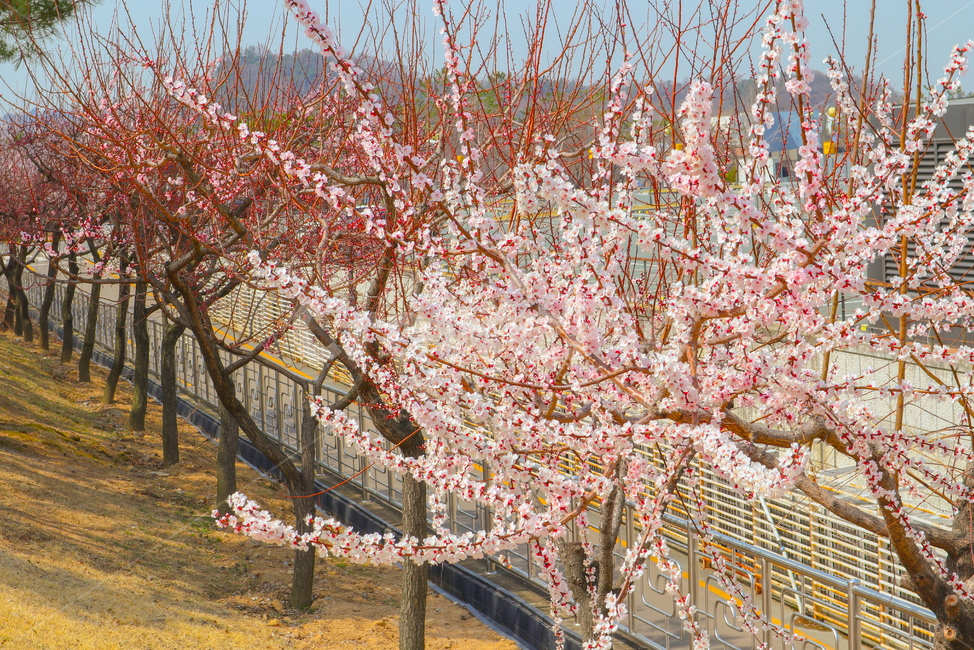 봄,spring,벚꽃,cherryblossom,분홍,분홍색,pink,flower