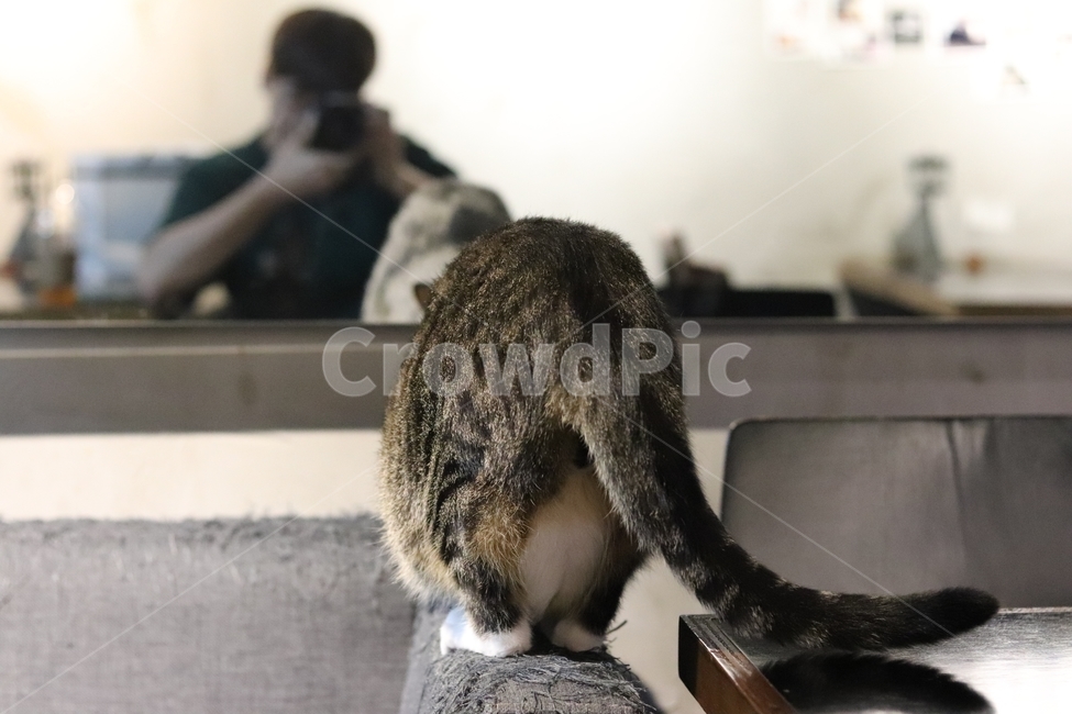 고양이,동물,색감,감성,얼굴,동물,animal,포유류,mammal,고양이,cat,kitten,kitty