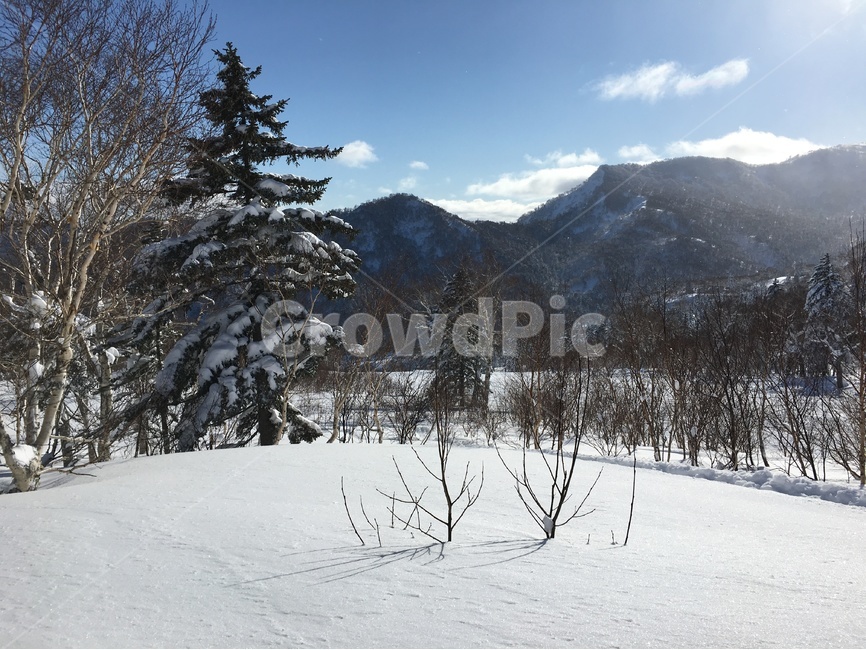 눈,청명,겨울풍경,풍경,겨울나무,일본,삿포로,눈쌓인,스키장,하늘,winter,snow,tree,겨울,계절,winter,season,자연,풍경,nature,landscape,나무,plant,식물,fir,전나무