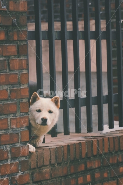 동물,개,시선,만남,산책,동물,animal,포유류,mammal,개,강아지,dog,doggy,감성,sensible,feeling