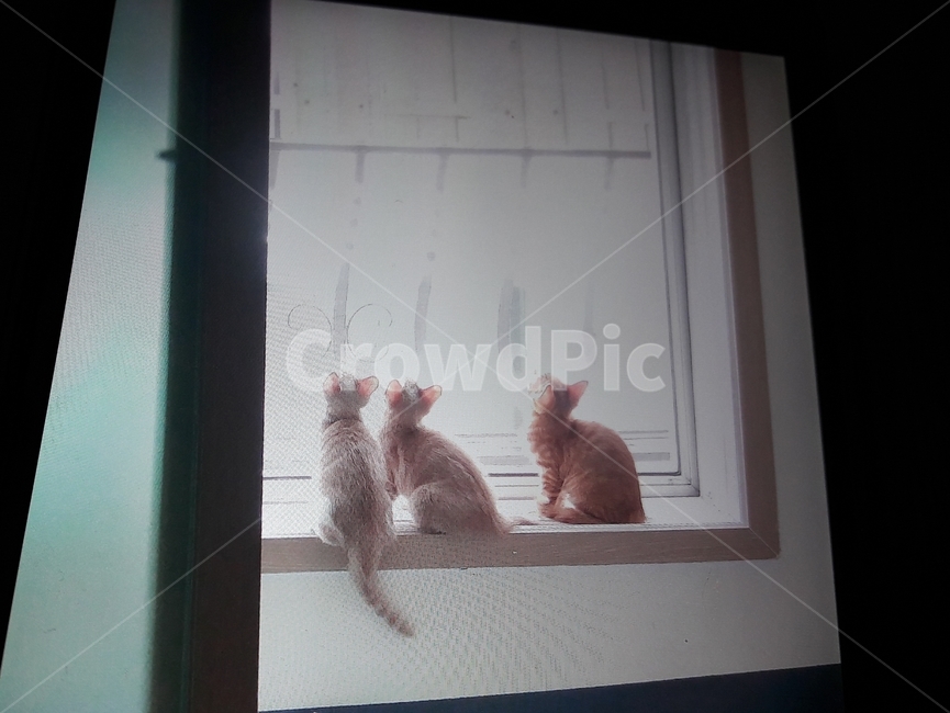 창가에고양이,삼형제고양이,이쁜고양이,귀여운고양이,개냥이,동물,animal,포유류,mammal,고양이,cat,kitten,kitty