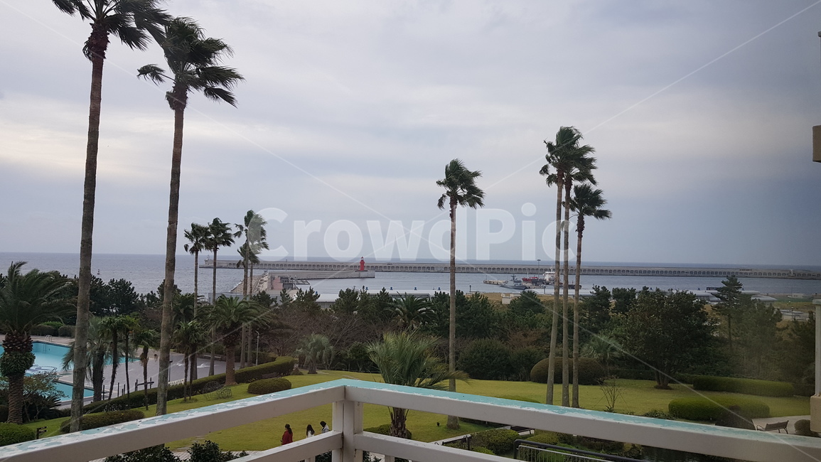 arecaceae,plant,식물,tree,나무,palmtree,야자수,sea,풍경