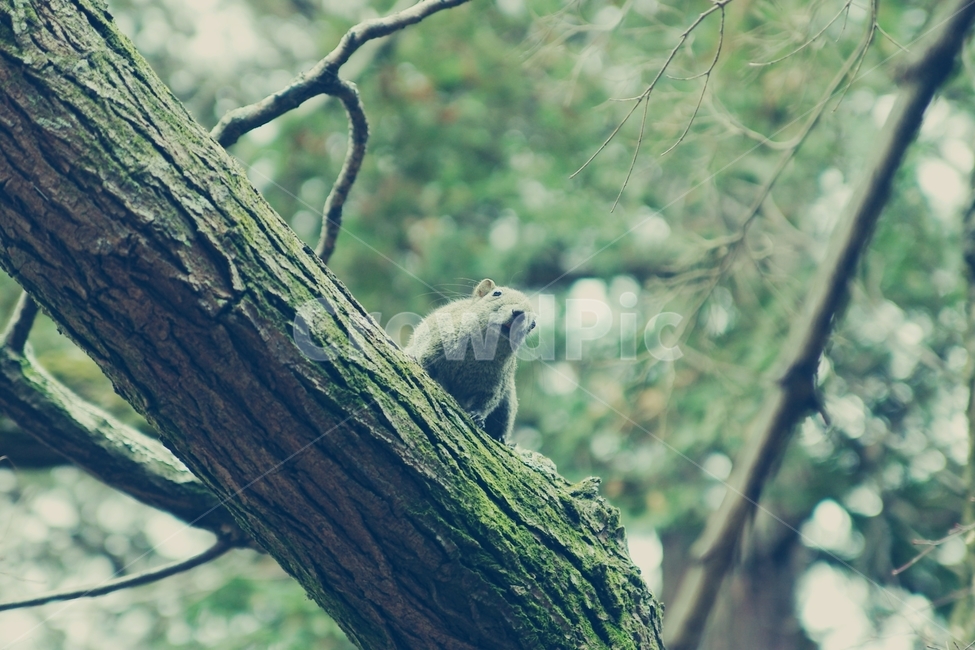 다람쥐,동물,animal,squirrel,숲,나무,wood,tree,forest,식물,자연,plants,nature,나무,trees,wood,동물,animal,포유류,mammal,감성,sensible,feeling