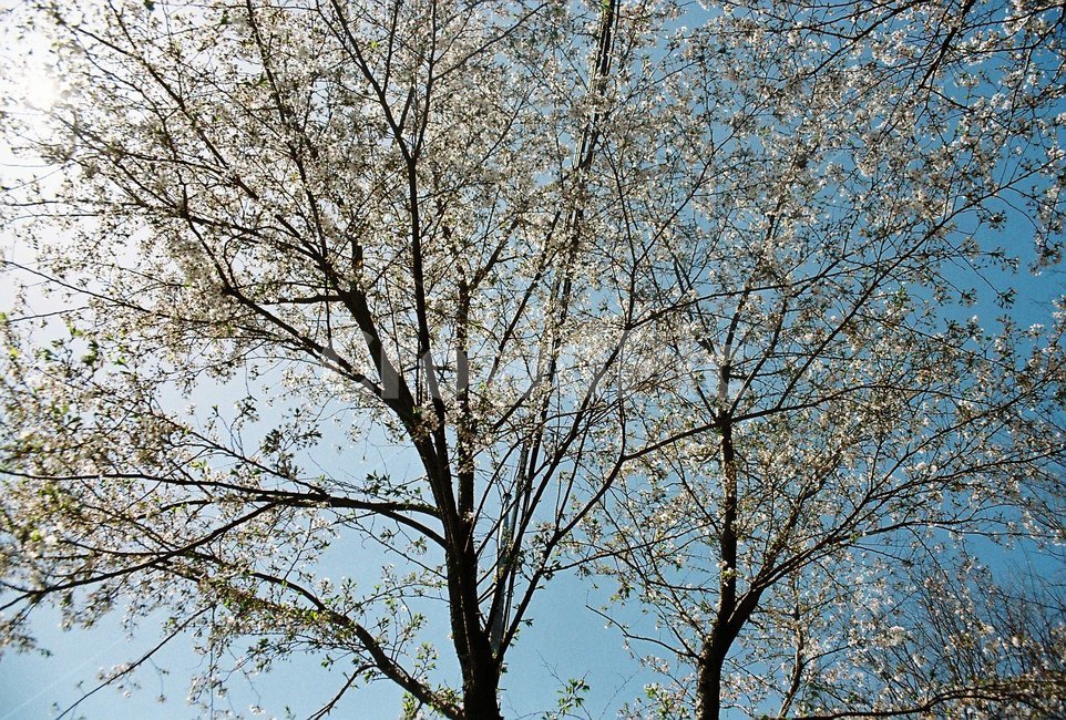 tree,나무,식물,봄,꽃