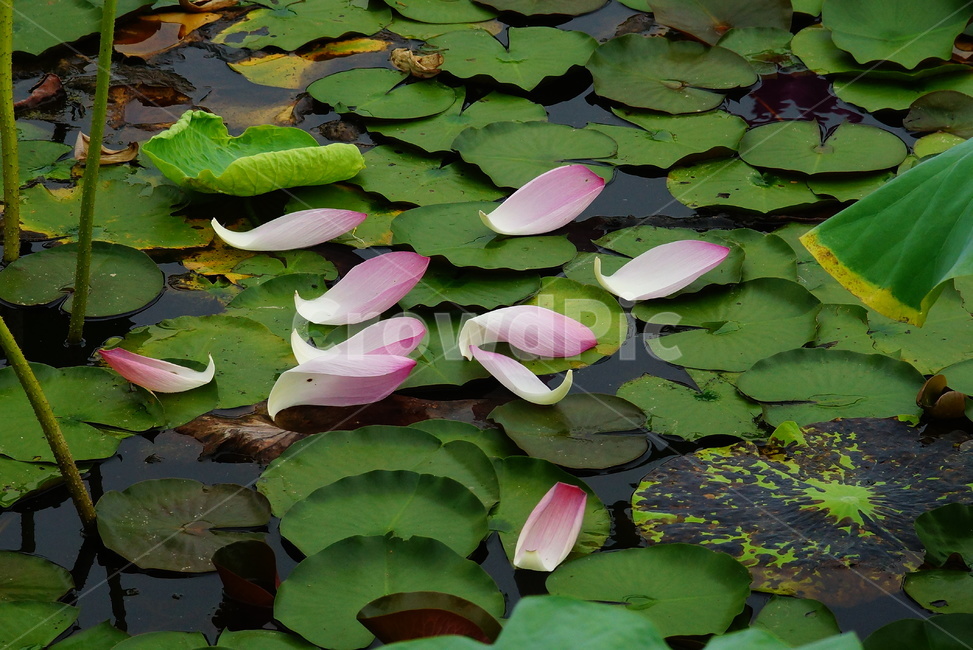flower,plant,식물,lily,blossom,pondlily,연꽃,연못백합