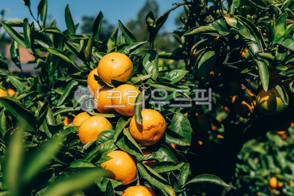 mandarin,citrus fruits,Red scent,Fruit,nature,fruit,Hallabong,Orange,food,vitamin,tangerines,orange,citrusfruit,house tangerines,Cheonhyehyang,plant,fresh,Jeju tangerines,hallabong