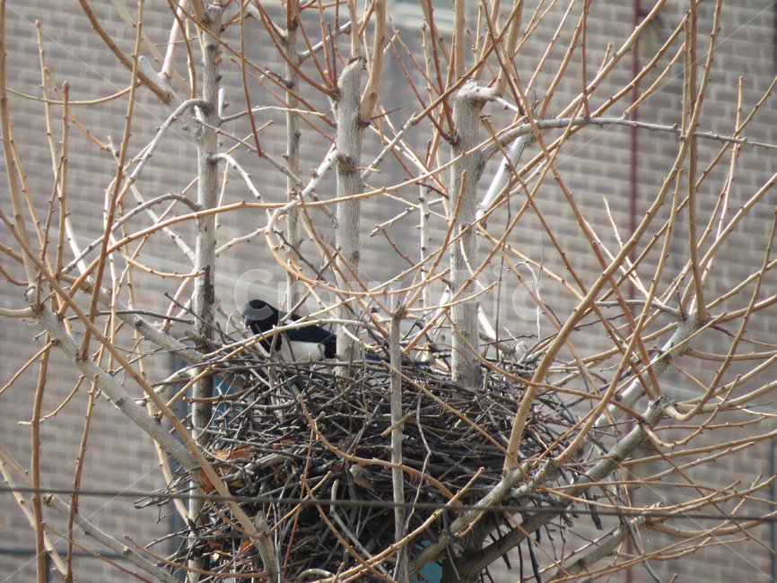 까치,까치집,조류,동물,새,bird,birds,animal,crow,도시,동물,animal,조류,새,birds