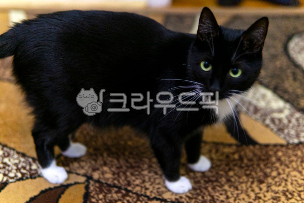 Pets,Black cat,cat,gray eyes,animal,mammalia,white feet
